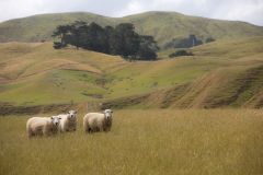 Schafe, Waione NZ