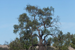 Lebensbaum, Melrose SA