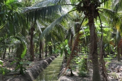 Cocos Plantage, Samut Songkhram T