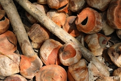 Kokosnüsse, Samut Songkhram T