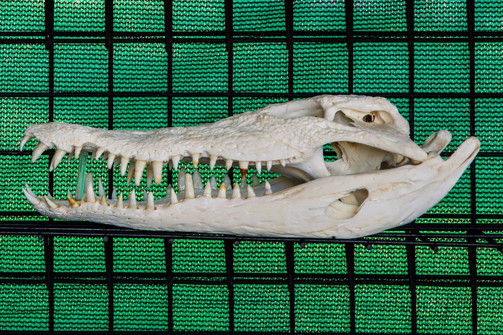 Crocodil, Darwin AUS