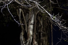 Nachtbaum, Dili, Timor-Leste