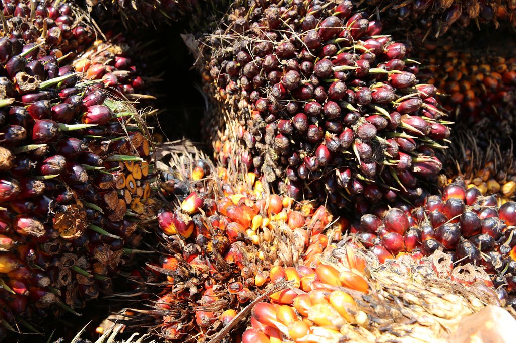 Palmölfrüchte, IDN