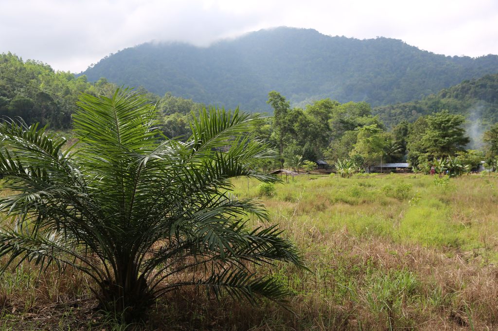 Landschaft, Kalimantan Barat, IND