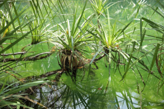 Green Water, Kakadu NT AUS