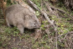 Wombat "Alfons", Tidal River, VIC