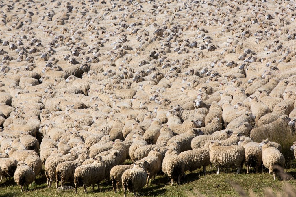 Schafe-vor-der-Schur