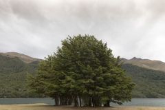 Baumgruppe, NZ
