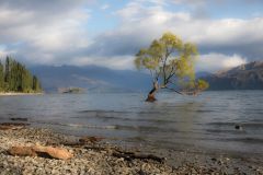 Fotografen Baum, Lake Wanaka, NZ