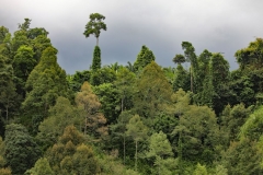 Regenwald, Sabah MY