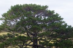Bäume im Norden NZ
