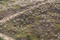 Schafe, Waione NZ