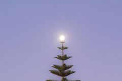 Weihnachtsbaum spät... ;-)