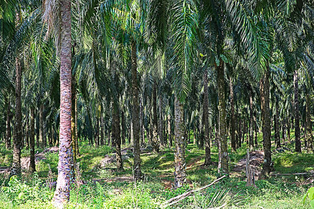 Palmölplantage, MY