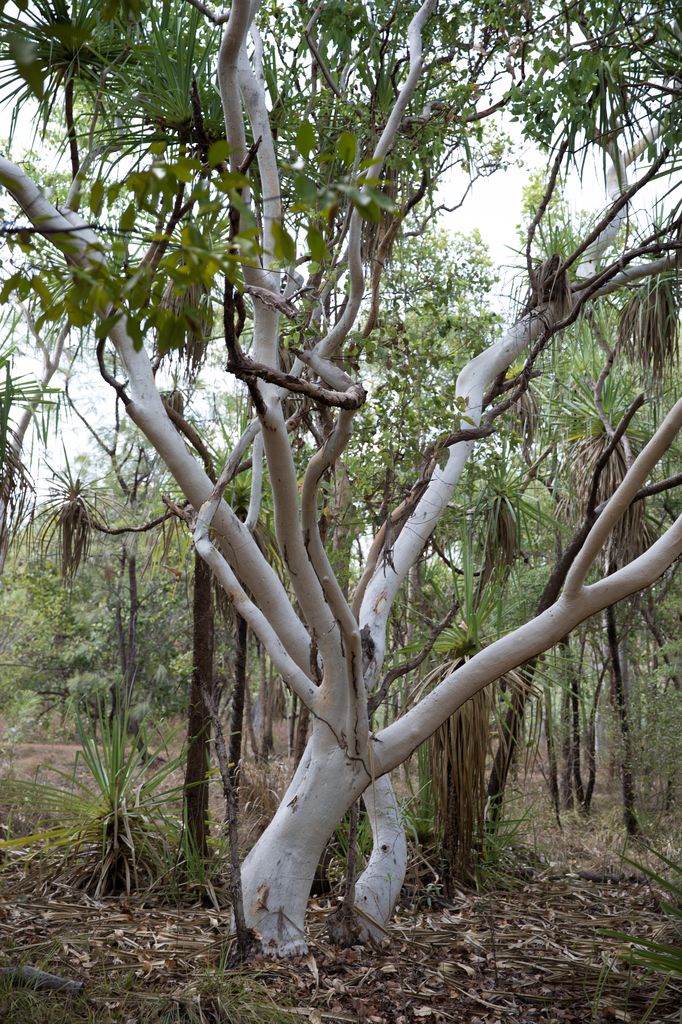 Weisser Baum, Kakadu NT AUS