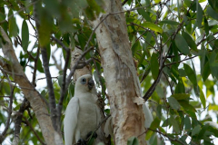 Kakadu im Kakadu, NT AUS