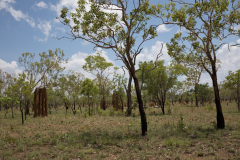 Termitenlandschaft, Kakadu NT AUS