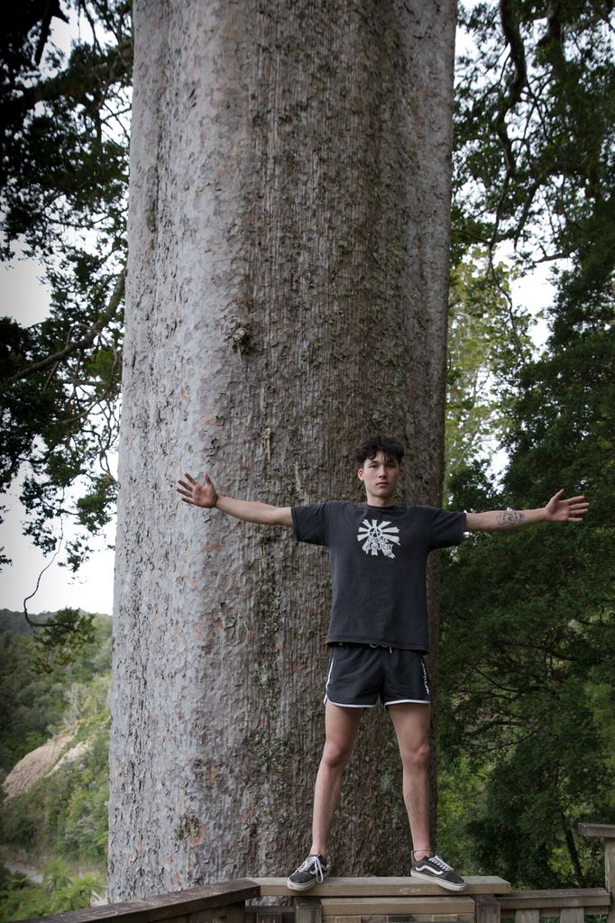 Quadratischer Baum Coromandel NZ
