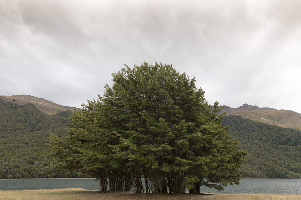 Baumgruppe, NZ