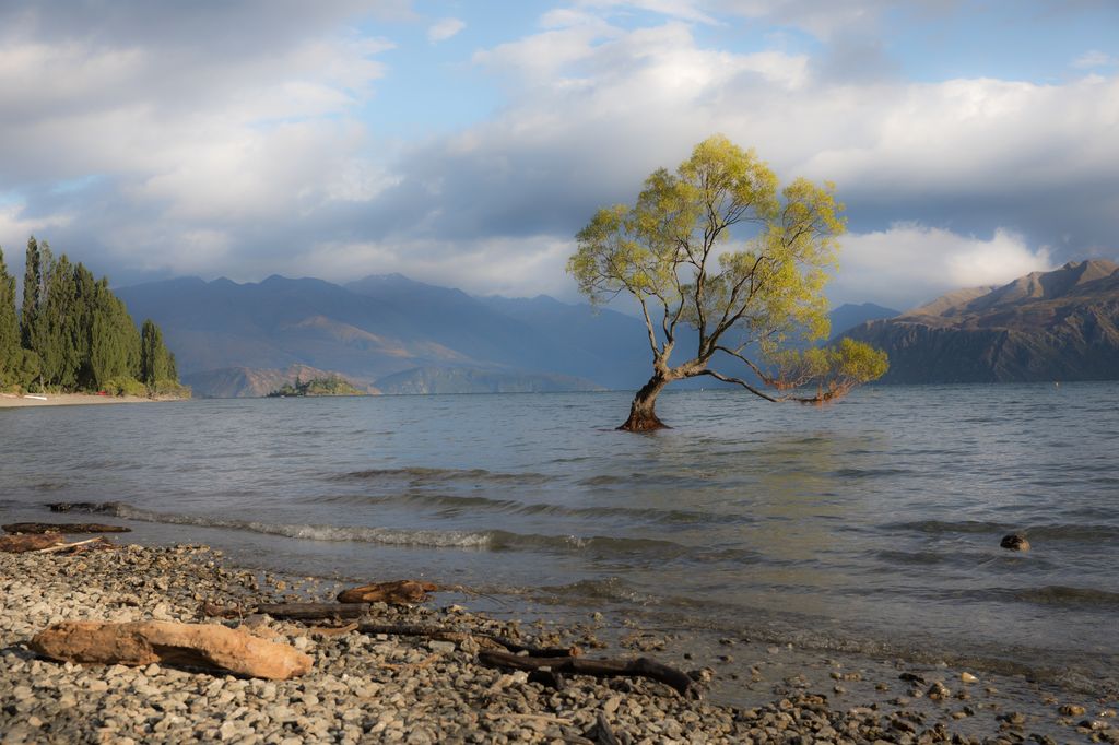 Fotografen Baum, Lake Wanaka, NZ