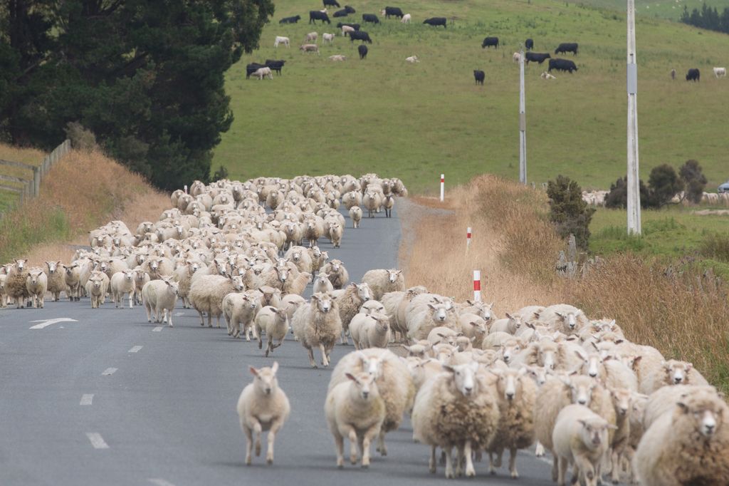 Schafswanderung, Purakanui, NZ