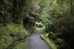 Walk Lake Matheson, NZ