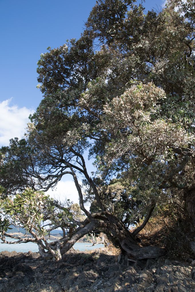 DER Baum, Kawakawa, NZ