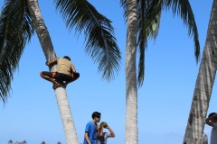 Kokosnusssammler, Semporna Inseln MY