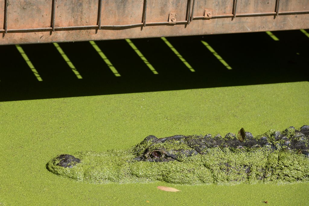 Crocodile Park, Broome WA