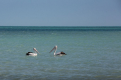 Pelikane, Broome WA