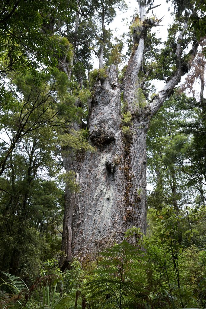 Kauri Baum 4000 Jahre alt