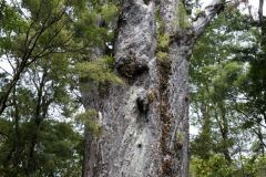 Kauri Baum 4000 Jahre alt