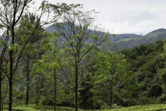 Gunung Putri, Nähe Bogor