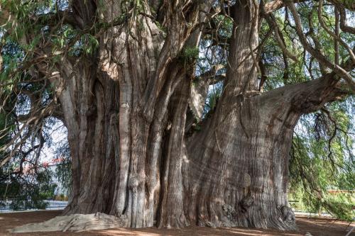 Tula. Baum 2000 Jahre alt
